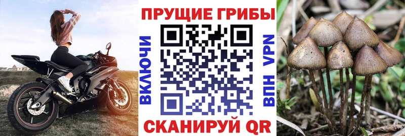 Галлюциногенные грибы Psilocybe  цены наркотик  Заинск 